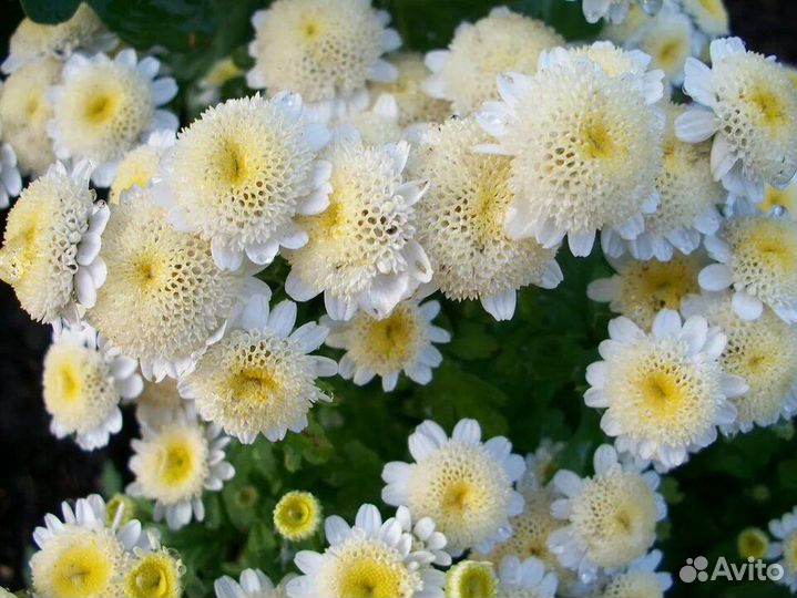 Хризантема невеста,с мелкими цветами,многолетник