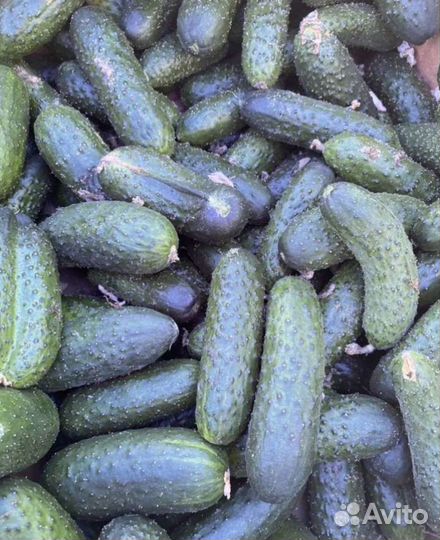 Семена Огурцов 50-х годов СССР