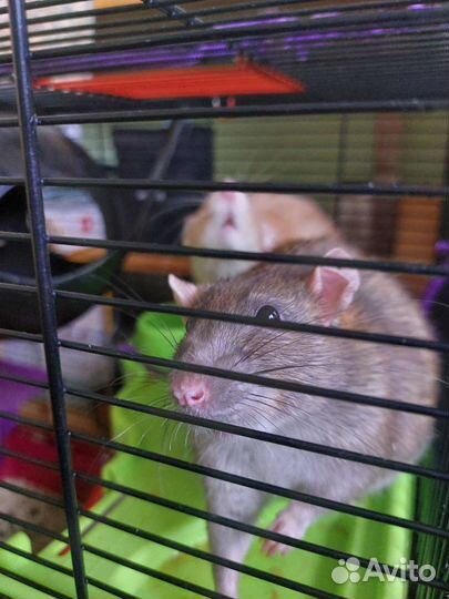 Передержка грызунов