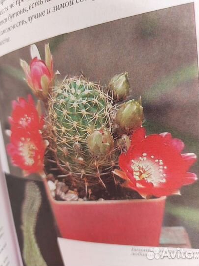 Книга про кактусы. Атлас с цветными иллюстрац