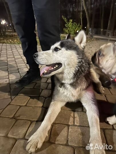 Собаки хаски