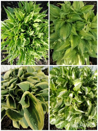 Саженцы многолетних растений для сада