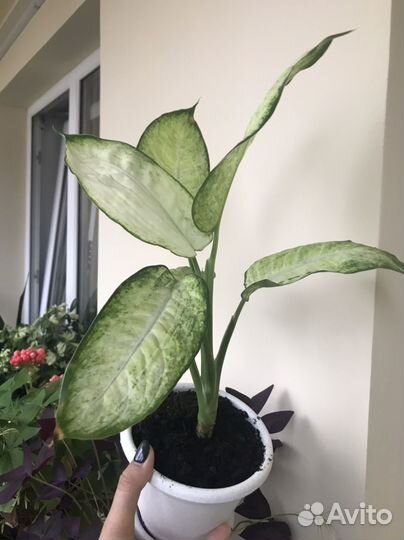 Комнатные цветы 2