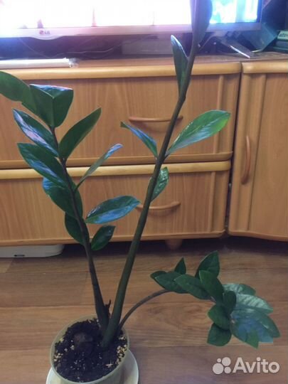 Педилантус, замиокулькас