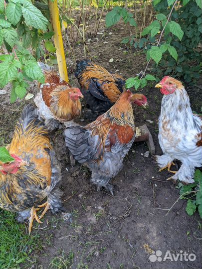 Петух Брама