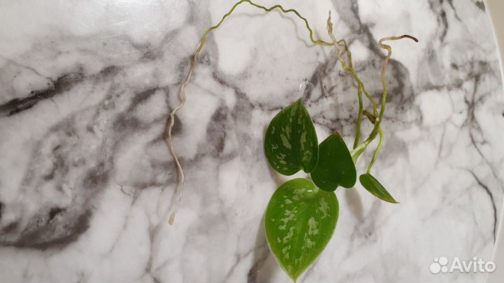 Сциндапсус