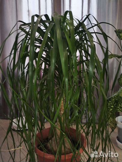 Бокарнея нолина