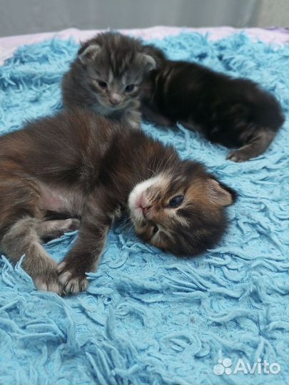 Продам Майн Кунята