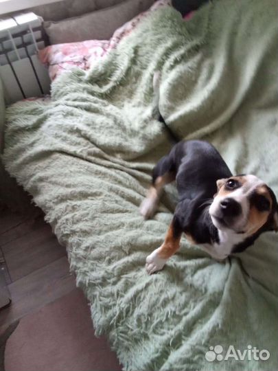 В добрые руки девочка