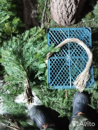 Пихта для бани