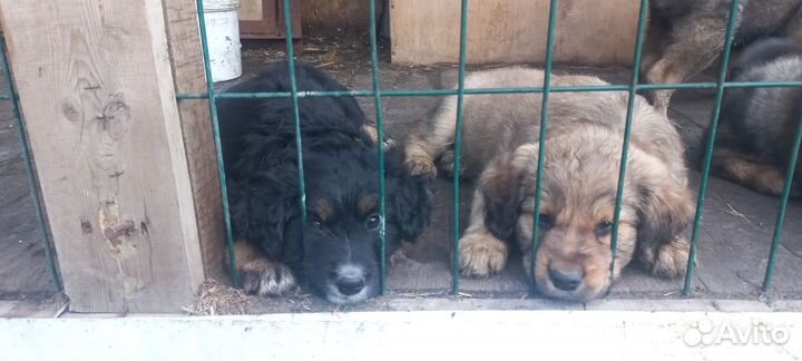 Отдам щенка в хорошие руки