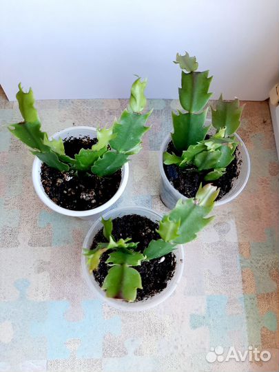 Декабрист белый