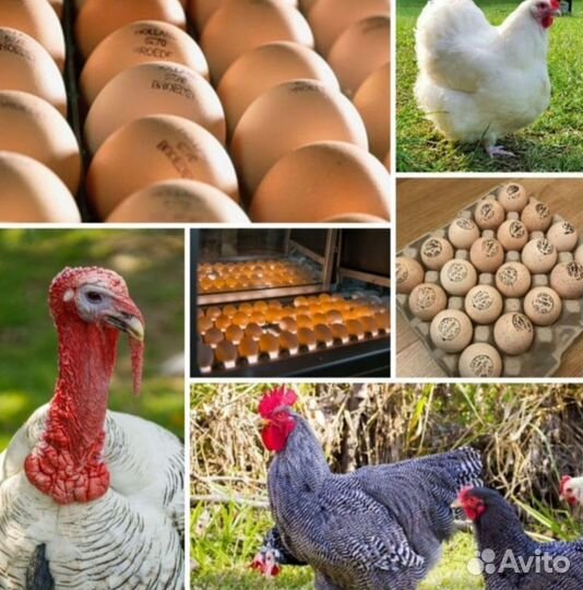 Инкубационн яйцо птицы