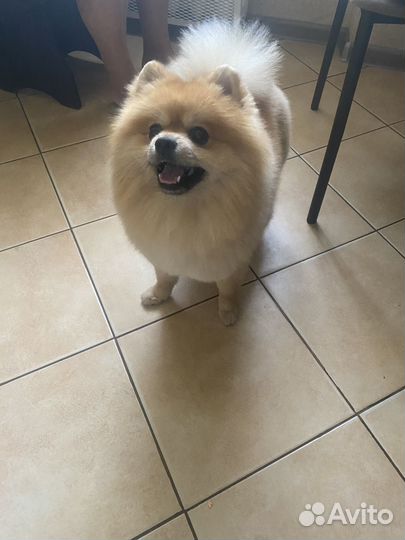 Померанский шпиц вязка