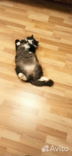 Взрослый кот ищет дом