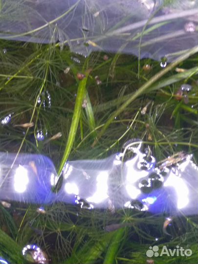 Мальки гуппи