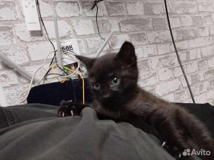 Котёнок в добрые руки