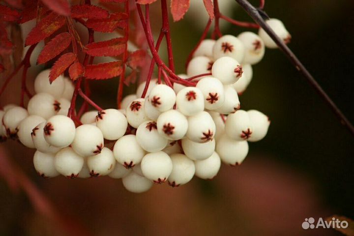 Саженцы Рябина обыкновенная Kene