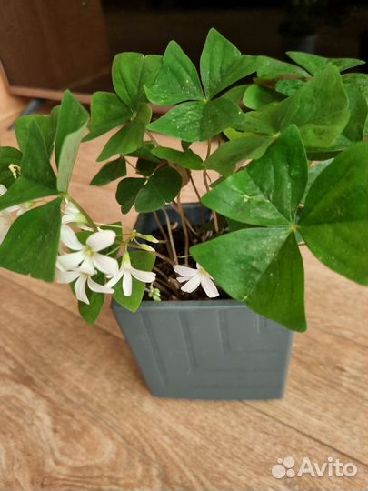 Кислица оксалис