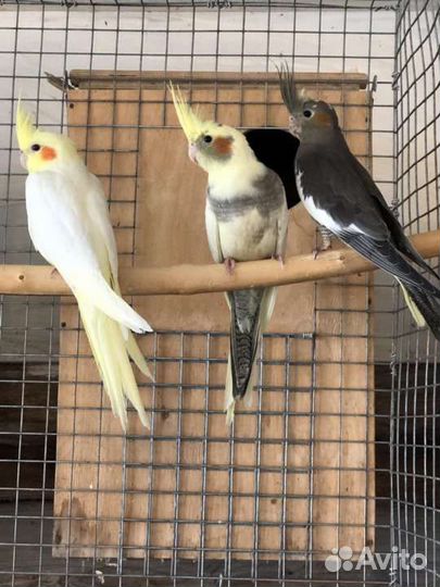 Молодые кареллы