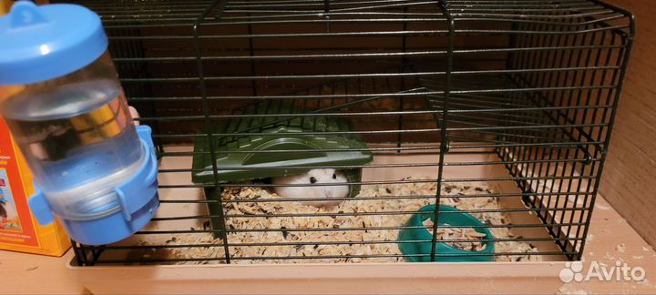 Джунгарский хомяк с клеткой