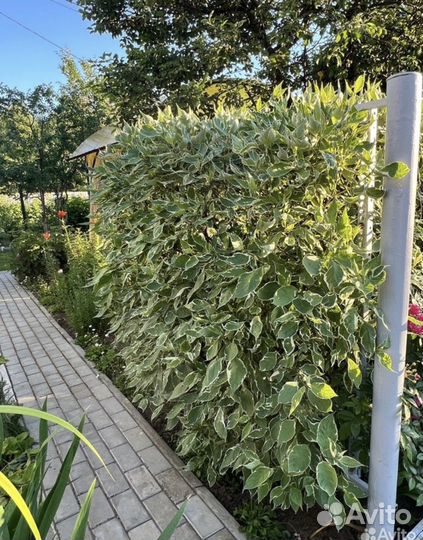 Дерен шпета