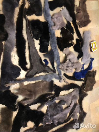 Шкурка животного