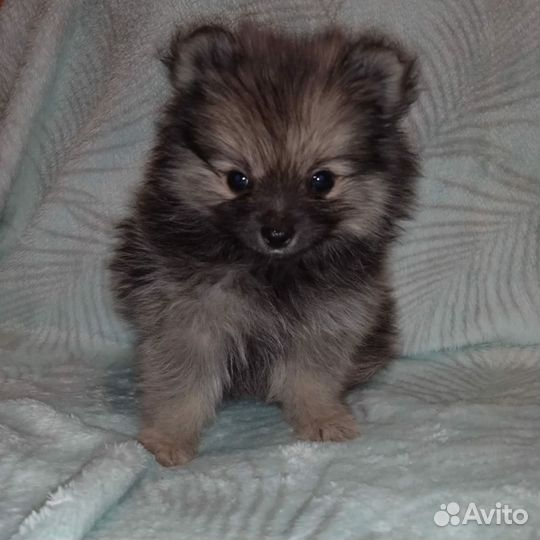 Щенки шпица