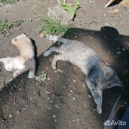 Котята в добрые руки