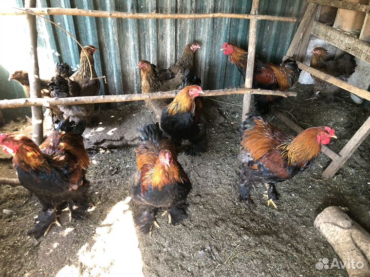 Куры Брама куропатчатая