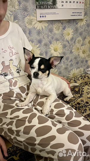 Ищем невесту