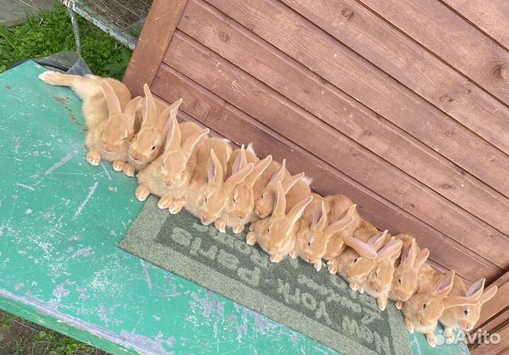 Бургундская порода 5 линий кролики самки самцы