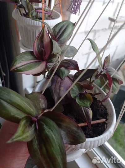 Традесканция, каллизия 35+ сортов и другие цветы