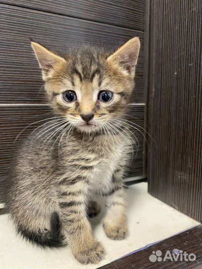 Котята на любой вкус и цвет. От 2 месяцев