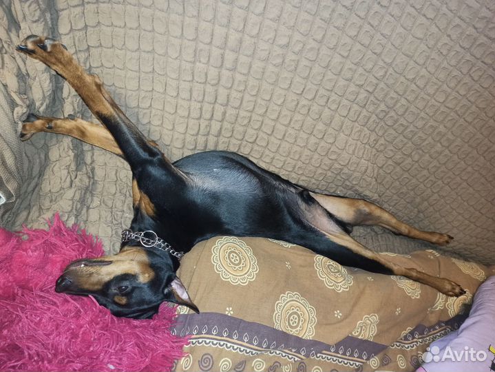 Вязка цвергпинчер