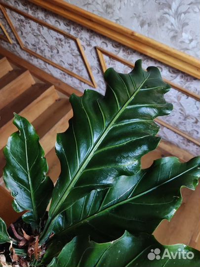 Антуриум Волна Любви плоумани