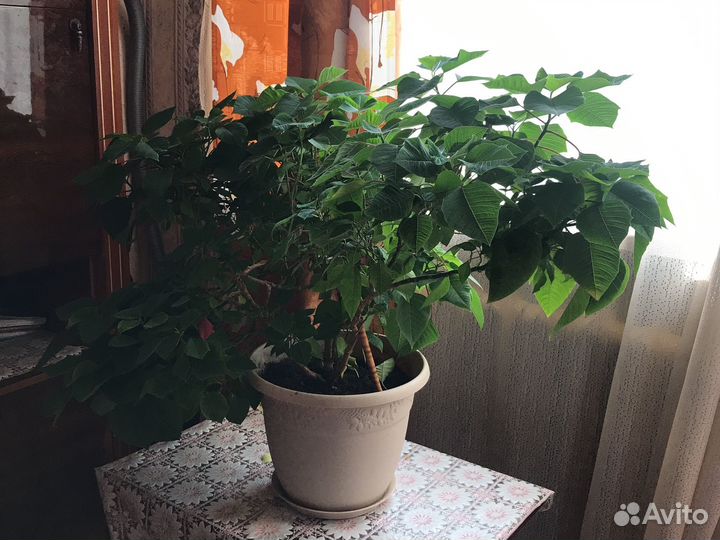 Цветок в горшке