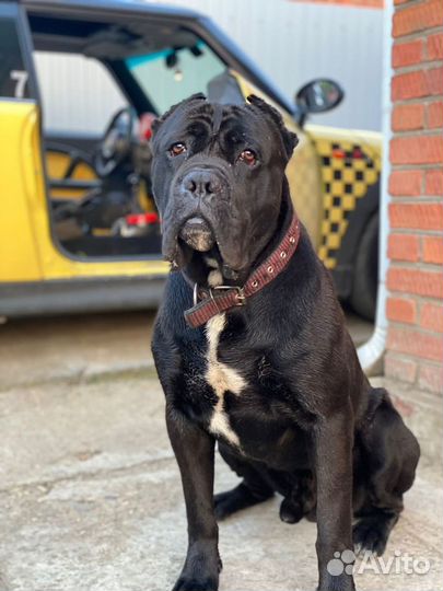 Кане Корсо. Вязка