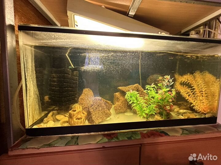 2 аквариума со всем наполнением