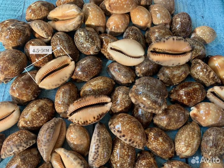 Ракушки морские 1кг