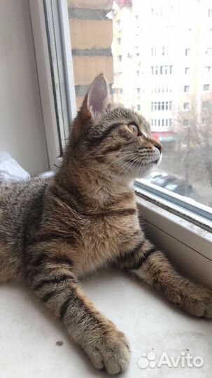 Котята отдам в добрые руки бесплатно