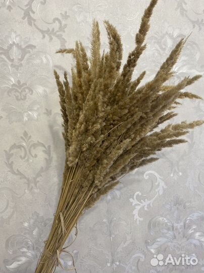 Вейник - сухоцвет