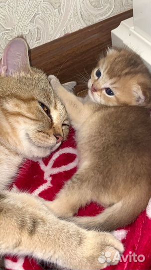 Британские котята золотая шиншилла