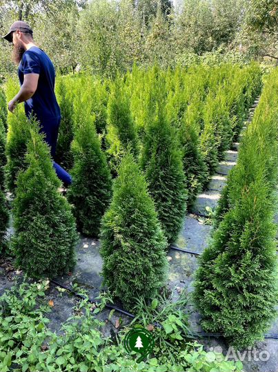 Туя смарагд восточная с доставкой