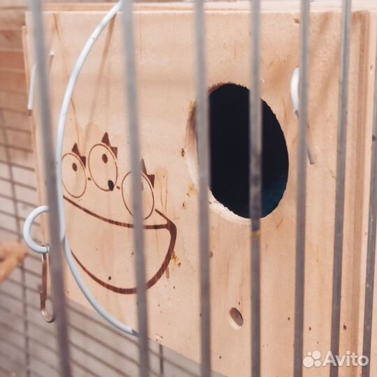 Попугай неразлучник желтый