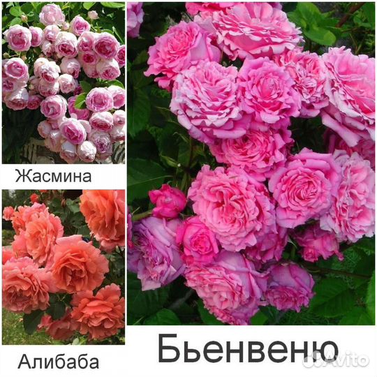 Розы плетистые