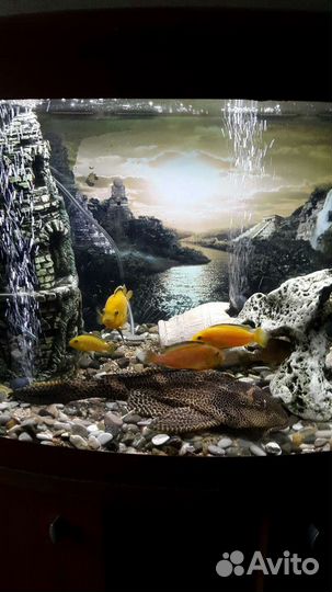 Боция продана. Остался сом парчевый