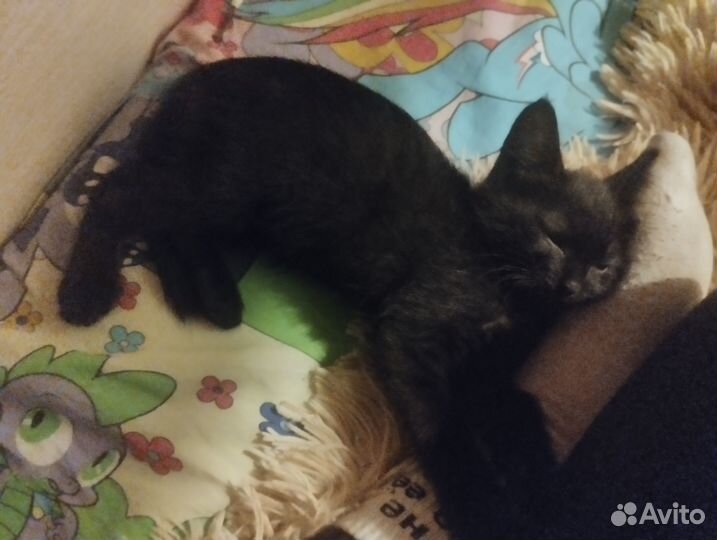 Черный котенок в добрые руки, девочка