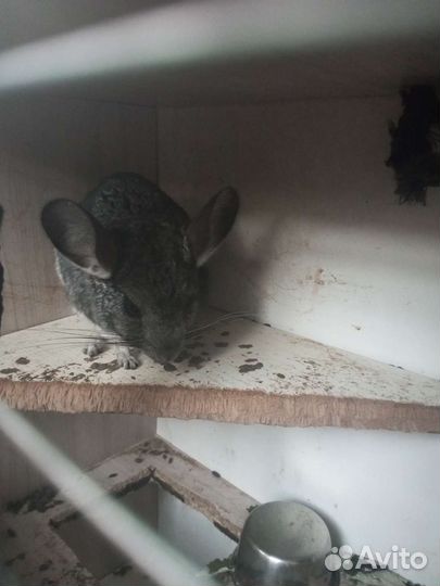 Щенки шпица