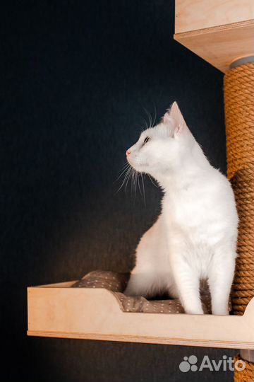 Кот из приюта